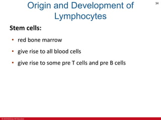 © 2019 McGraw-Hill Education
34
Origin and Development of
Lymphocytes
Stem cells:
• red bone marrow
• give rise to all blood cells
• give rise to some pre T cells and pre B cells
 