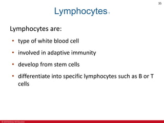 © 2019 McGraw-Hill Education
35
Lymphocytes1
Lymphocytes are:
• type of white blood cell
• involved in adaptive immunity
• develop from stem cells
• differentiate into specific lymphocytes such as B or T
cells
 