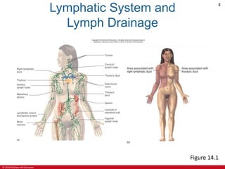 © 2019 McGraw-Hill Education
4
Lymphatic System and
Lymph Drainage
Figure 14.1
 