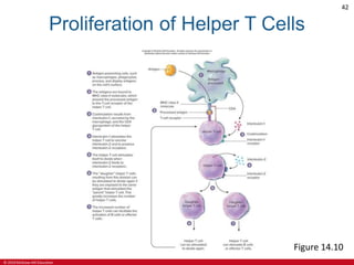 © 2019 McGraw-Hill Education
42
Proliferation of Helper T Cells
Figure 14.10
 