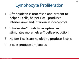 © 2019 McGraw-Hill Education
43
Lymphocyte Proliferation
1. After antigen is processed and present to
helper T cells, helper T cell produces
interleukin-2 and interleukin 2-receptors
2. Interleukin-2 binds to receptors and
stimulates more helper T cells production
3. Helper T cells are needed to produce B cells
4. B cells produce antibodies
 