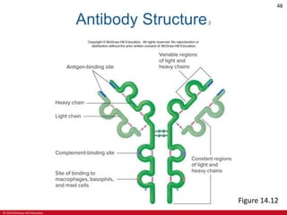 © 2019 McGraw-Hill Education
48
Antibody Structure2
Figure 14.12
 