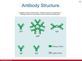 © 2019 McGraw-Hill Education
50
Antibody Structure4
 