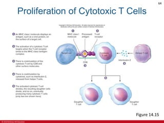 © 2019 McGraw-Hill Education
64
Proliferation of Cytotoxic T Cells
Figure 14.15
 