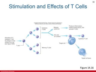 © 2019 McGraw-Hill Education
65
Stimulation and Effects of T Cells
Figure 14.16
 