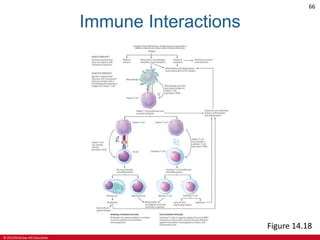 © 2019 McGraw-Hill Education
66
Immune Interactions
Figure 14.18
 