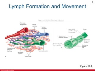 © 2019 McGraw-Hill Education
9
Lymph Formation and Movement
Figure 14.2
 