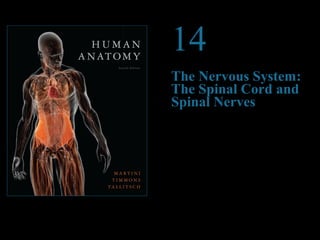 © 2012 Pearson Education, Inc.
14
The Nervous System:
The Spinal Cord and
Spinal Nerves
PowerPoint®
Lecture Presentations prepared by
Steven Bassett
Southeast Community College
Lincoln, Nebraska
 