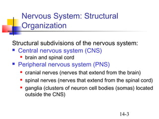 14-3
Nervous System: Structural
Organization
Structural subdivisions of the nervous system:
 Central nervous system (CNS)...