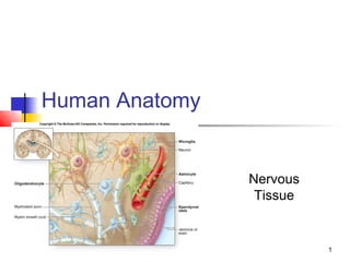 1
Human Anatomy
Nervous
Tissue
 