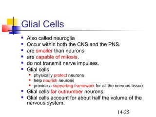 Ch14 nervous tissue | PPT