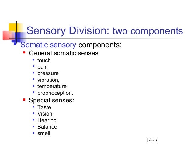Ch14 nervous tissue