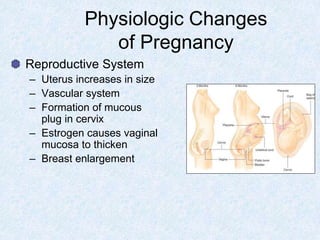 Physiologic Changes
of Pregnancy
Reproductive System
– Uterus increases in size
– Vascular system
– Formation of mucous
plug in cervix
– Estrogen causes vaginal
mucosa to thicken
– Breast enlargement
 