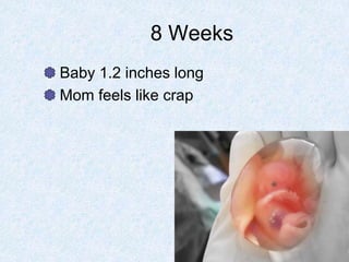 8 Weeks
Baby 1.2 inches long
Mom feels like crap
 