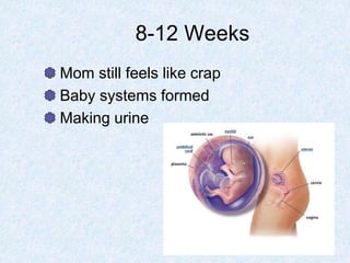 8-12 Weeks
Mom still feels like crap
Baby systems formed
Making urine
 