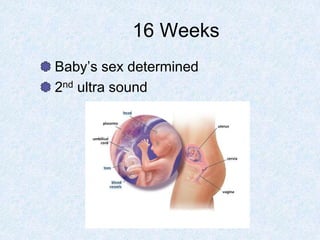 16 Weeks
Baby’s sex determined
2nd ultra sound
 