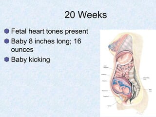 20 Weeks
Fetal heart tones present
Baby 8 inches long; 16
ounces
Baby kicking
 