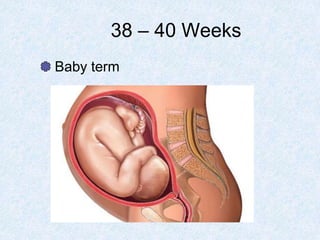 38 – 40 Weeks
Baby term
 