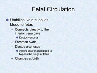 Fetal Circulation
Umbilical vein supplies
blood to fetus
– Connects directly to the
inferior vena cava
Ductus venosus
– Foramen ovale
– Ductus arteriosus
Allows oxygenated blood to
bypass the lungs of fetus
– Changes at birth
 