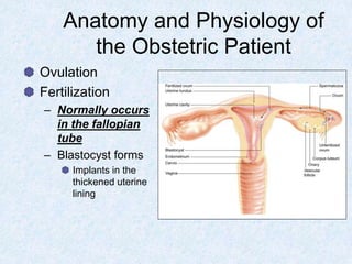 Anatomy and Physiology of
the Obstetric Patient
Ovulation
Fertilization
– Normally occurs
in the fallopian
tube
– Blastocyst forms
Implants in the
thickened uterine
lining
 