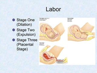 Labor
Stage One
(Dilation)
Stage Two
(Expulsion)
Stage Three
(Placental
Stage)
 