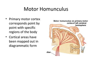 Ch 15 sensory pathways | PPT