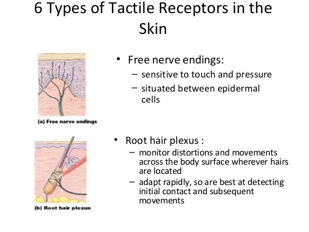 Tactile Receptors In The Skin