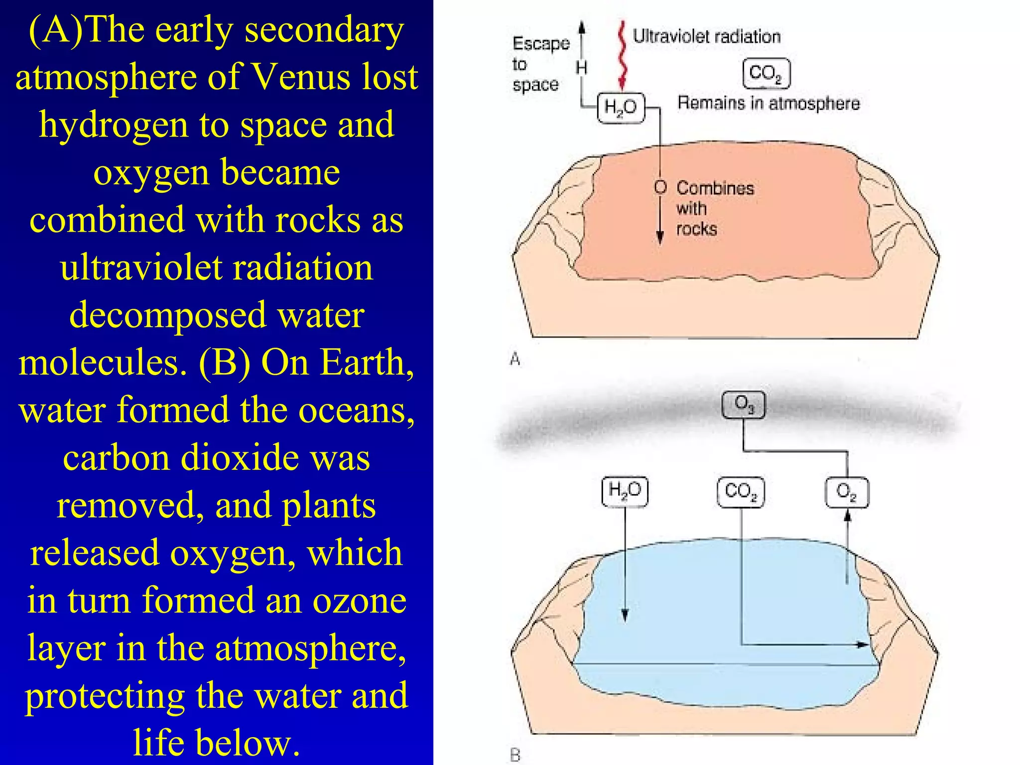 (A)The early secondary
atmosphere of Venus lost
hydrogen to space and
oxygen became
combined with rocks as
ultraviolet radiation
decomposed water
molecules. (B) On Earth,
water formed the oceans,
carbon dioxide was
removed, and plants
released oxygen, which
in turn formed an ozone
layer in the atmosphere,
protecting the water and
life below.
 