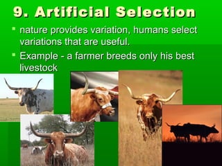 9. Artificial Selection
 nature provides variation, humans select
variations that are useful.
 Example - a farmer breeds only his best
livestock

 