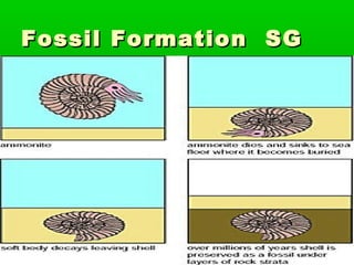 Fossil Formation SG

 