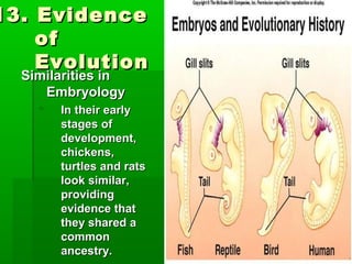 13. Evidence
of
Evolution
Similarities in
Embryology


In their early
stages of
development,
chickens,
turtles and rats
look similar,
providing
evidence that
they shared a
common
ancestry.

 