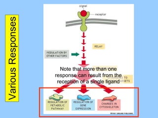 Ch15 Cell Signaling and Communication.ppt