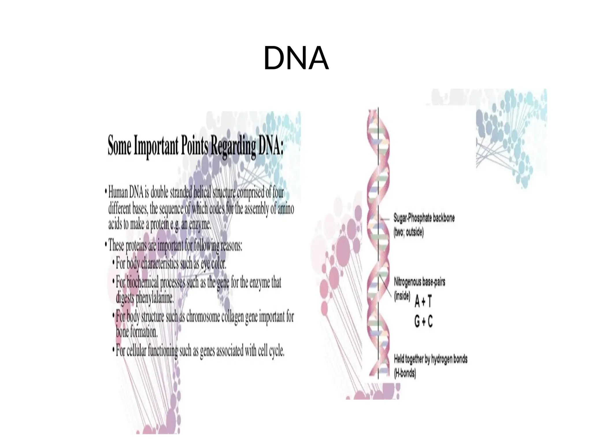 DNA
 