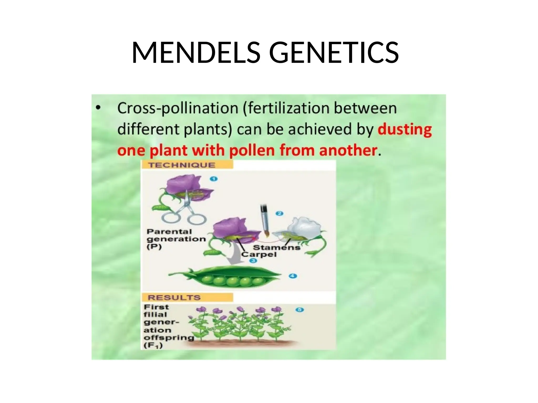 MENDELS GENETICS
 