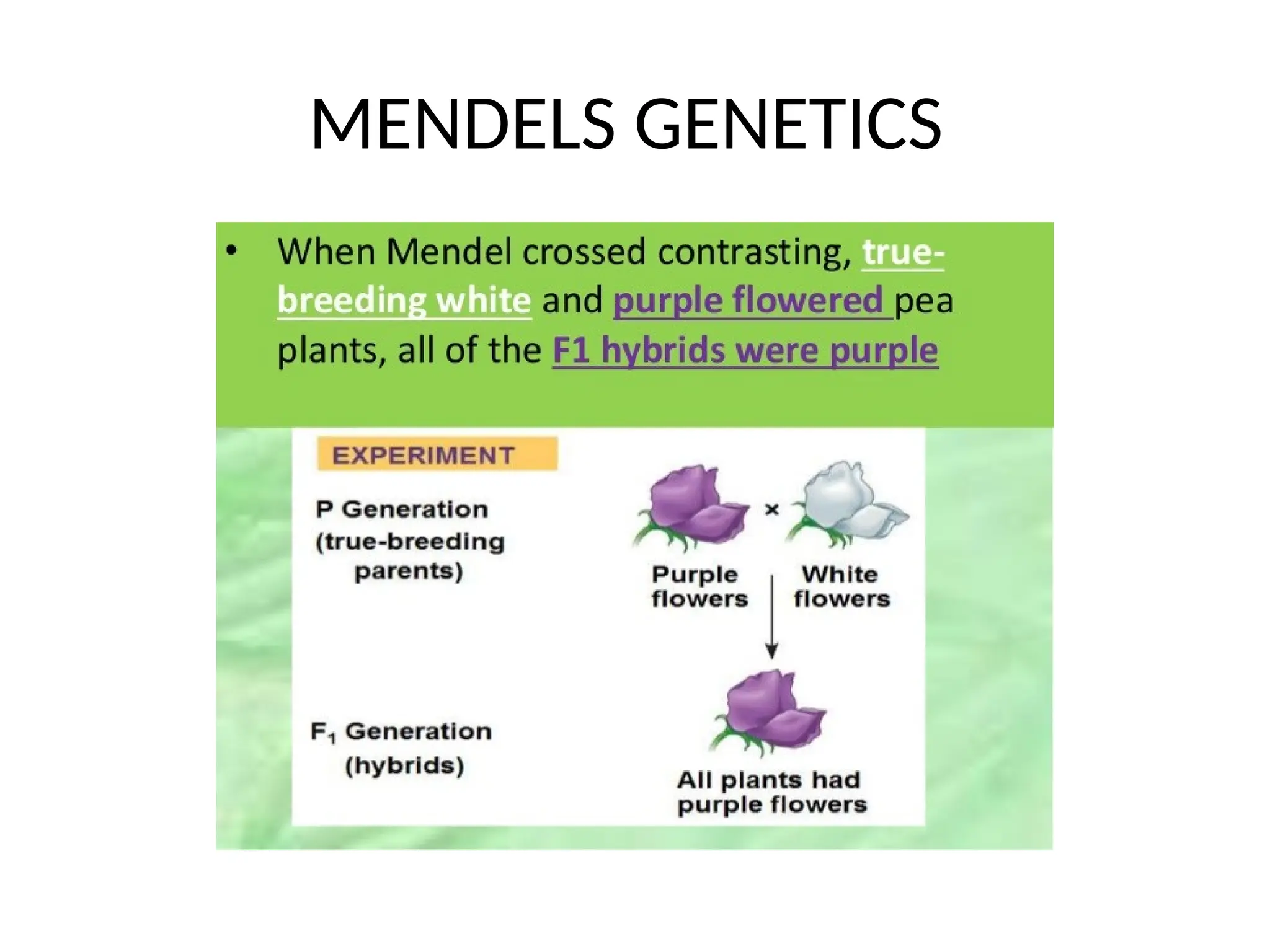 MENDELS GENETICS
 