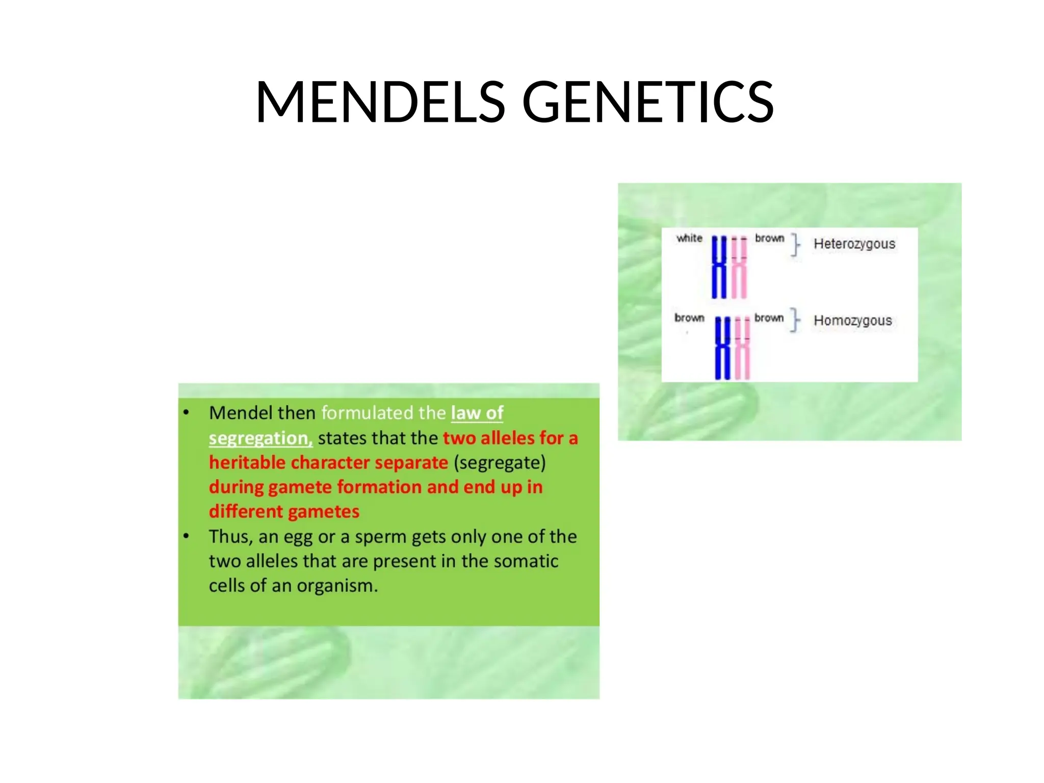 MENDELS GENETICS
 