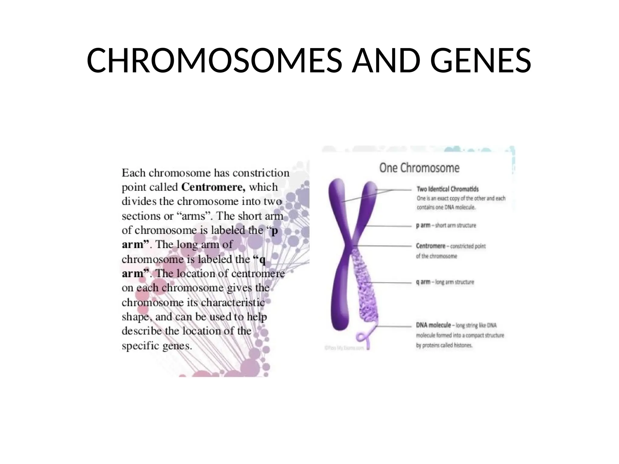CHROMOSOMES AND GENES
 