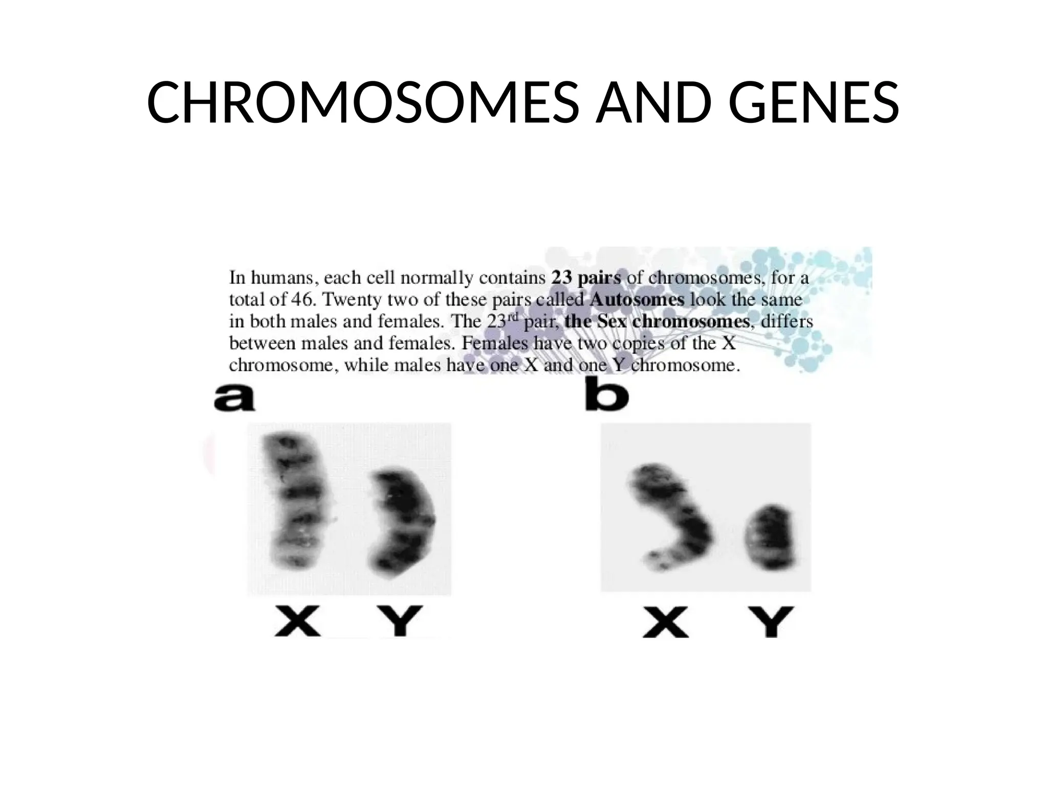 CHROMOSOMES AND GENES
 
