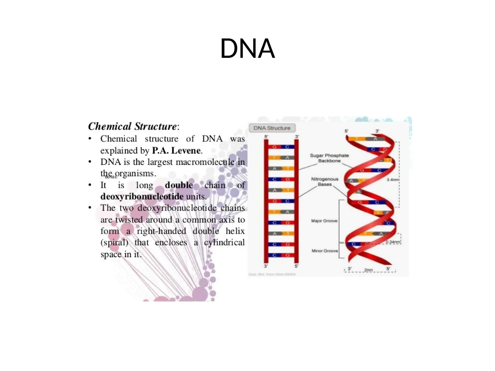 DNA
 
