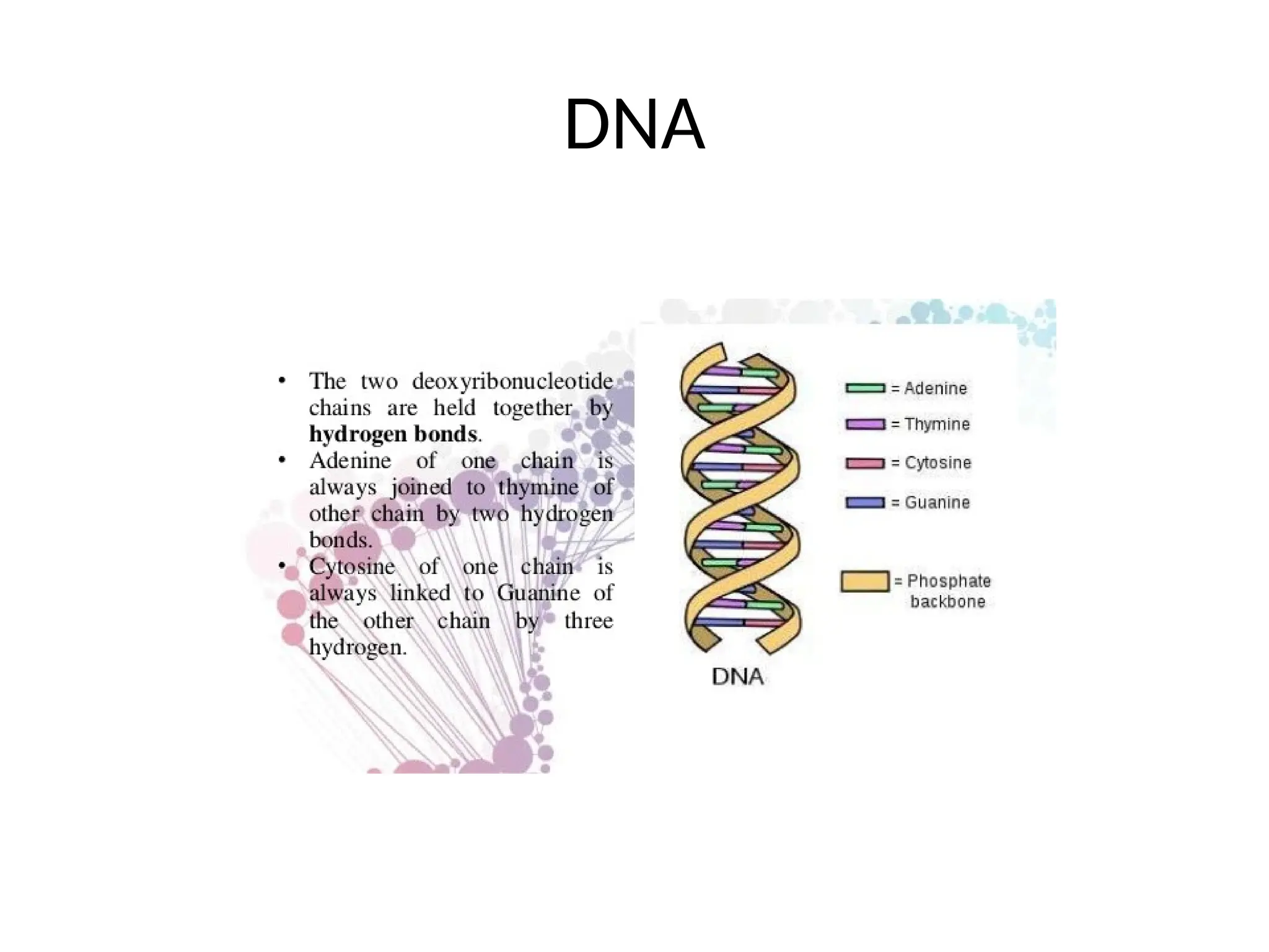 DNA
 