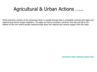 Agricultural & Urban Actions Long Description
Photo showing a section of the Canoochee River in coastal Georgia that is completely covered with algae and
experiencing severe oxygen depletion. The algae are fed by excessive nutrients, then die and fall to the
bottom of the river where aerobic bacteria break down the material and remove oxygen from the water.
Jump back to slide containing original image
 