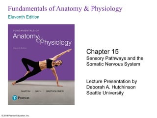 Comprehensive Overview of Sensory Pathways and Somatic Nervous System ...