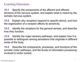 Comprehensive Overview of Sensory Pathways and Somatic Nervous System ...
