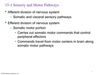Comprehensive Overview of Sensory Pathways and Somatic Nervous System ...