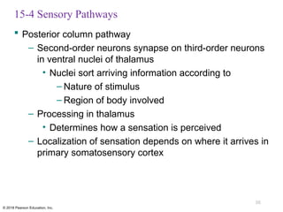 Comprehensive Overview of Sensory Pathways and Somatic Nervous System ...