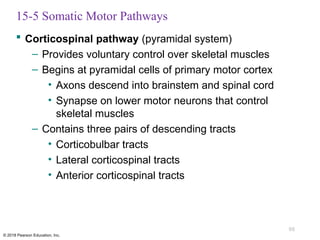 Comprehensive Overview of Sensory Pathways and Somatic Nervous System ...