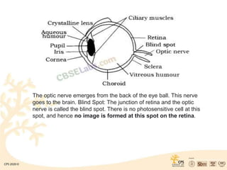 The optic nerve emerges from the back of the eye ball. This nerve
goes to the brain. Blind Spot: The junction of retina and the optic
nerve is called the blind spot. There is no photosensitive cell at this
spot, and hence no image is formed at this spot on the retina.
 