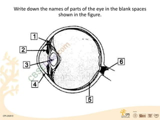 Write down the names of parts of the eye in the blank spaces
shown in the figure.
 