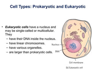 Cell Types: Prokaryotic and Eukaryotic
• Eukaryotic cells have a nucleus and
may be single-celled or multicellular.
They
– have their DNA inside the nucleus.
– have linear chromosomes.
– have various organelles.
– are larger than prokaryotic cells.
 