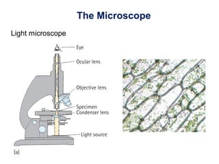 The Microscope
Light microscope
 
